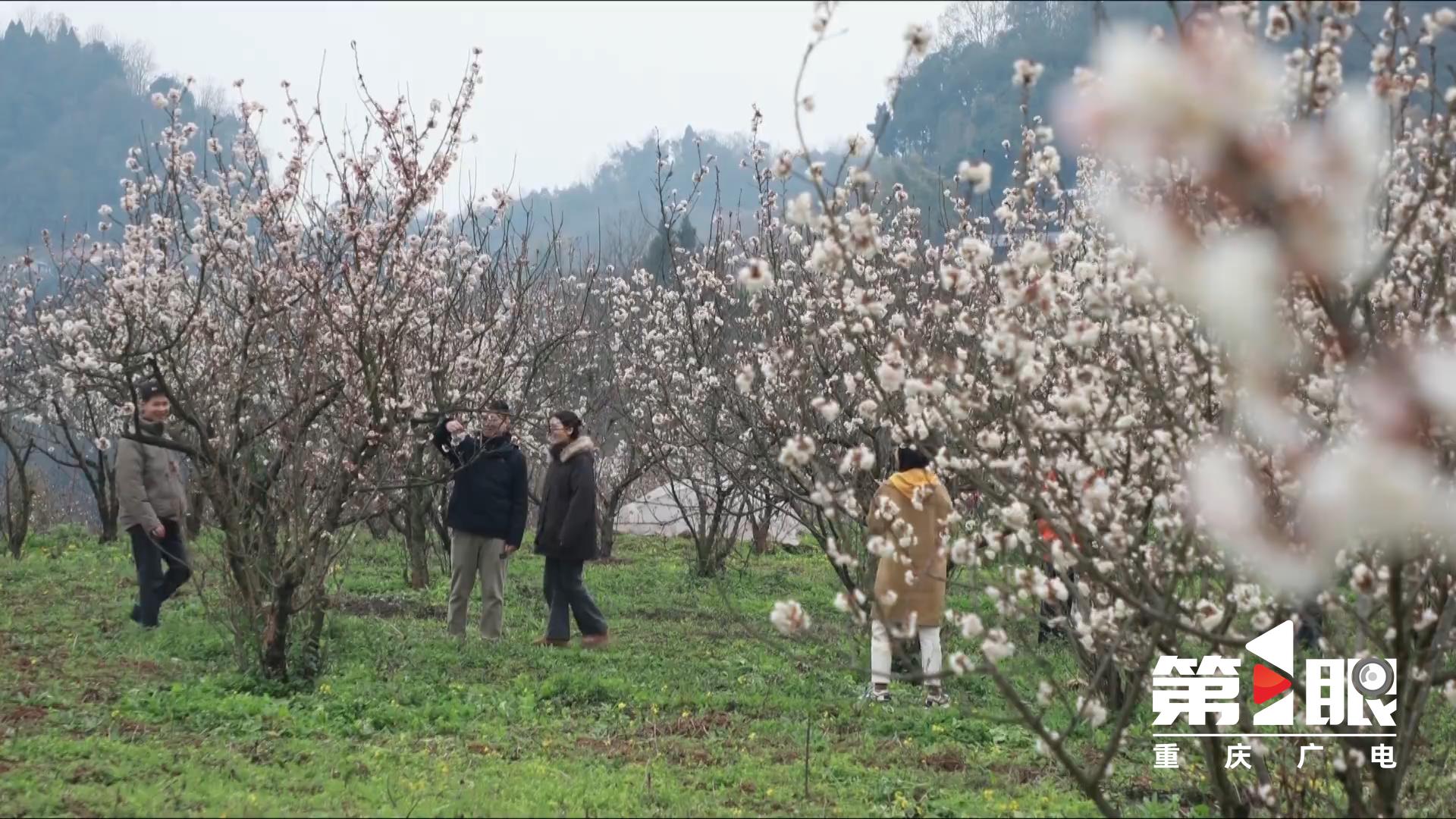 Tongliang: 6,000 mu of cherry blossoms 5