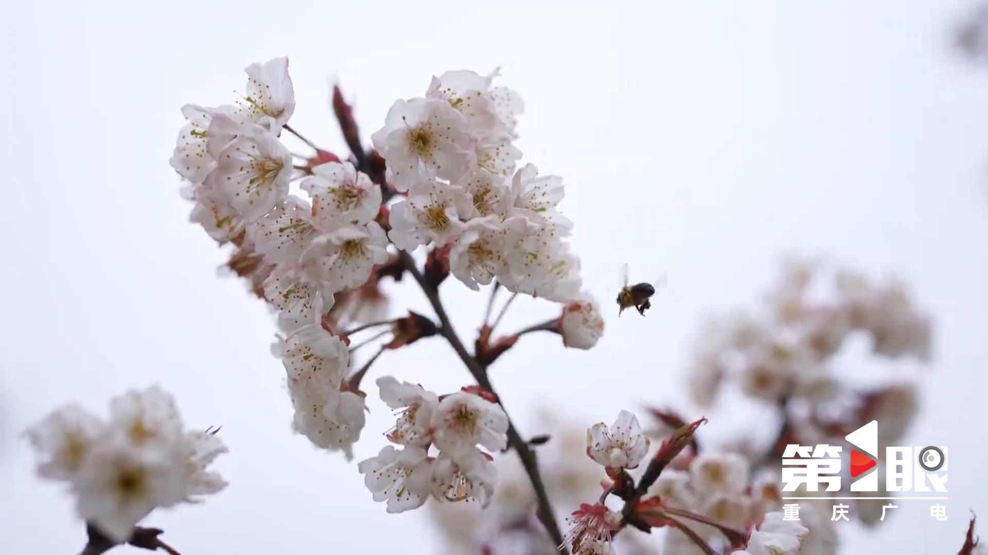 Tongliang: 6,000 mu of cherry blossoms 1