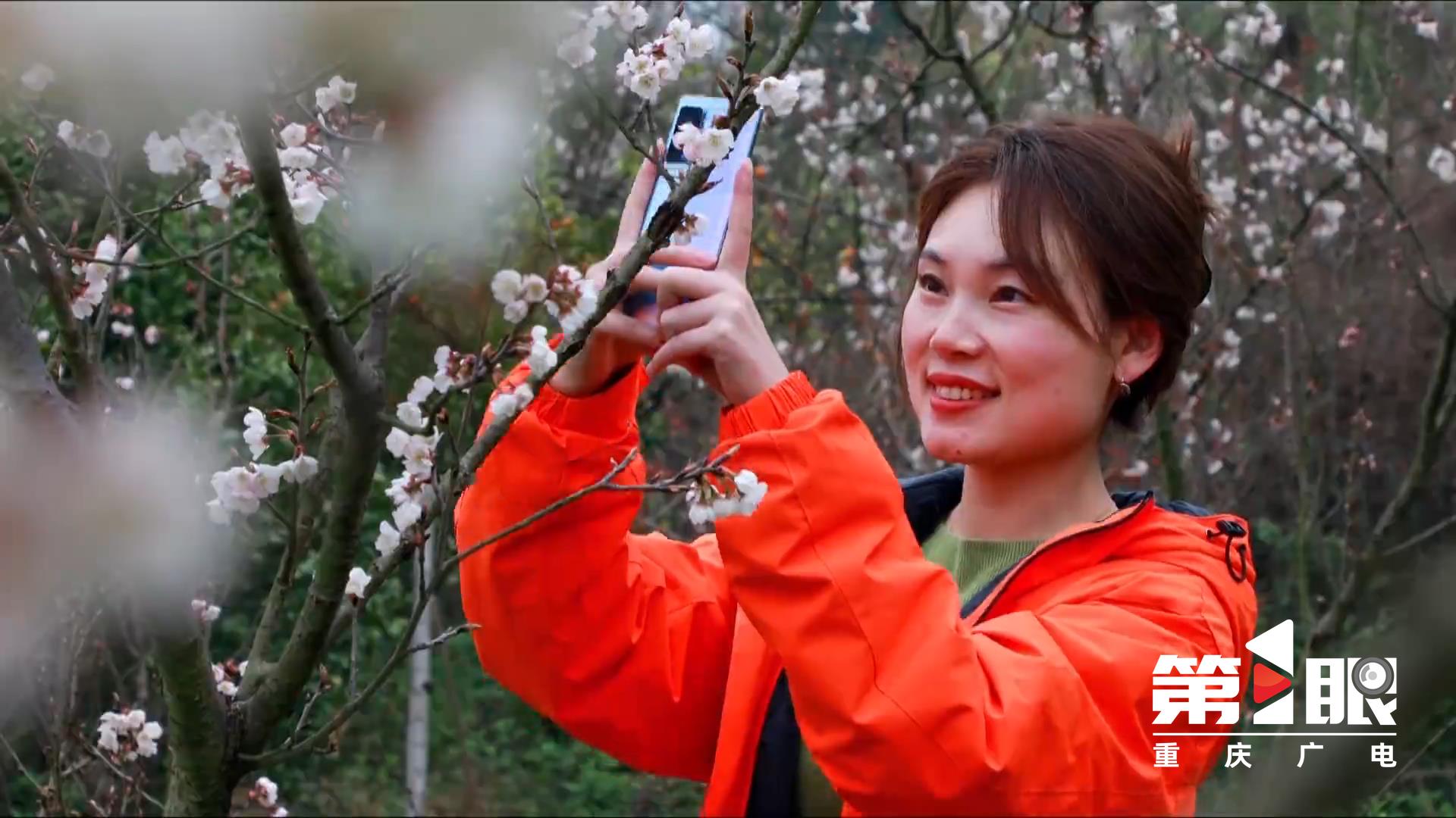 Tongliang: 6,000 mu of cherry blossoms 4