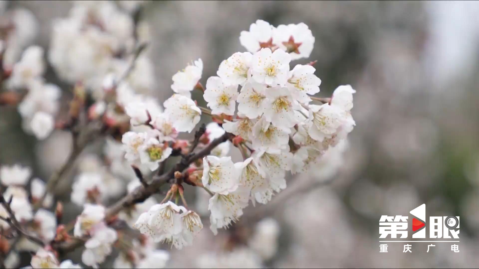 Tongliang: 6,000 mu of cherry blossoms 3